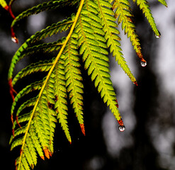 fern leaf with water drops