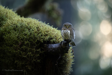 Northern Pygmy owl portrait