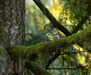 Northern Pygmy owl portrait