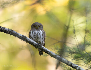 Northern Pygmy owl portrait