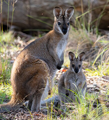 wallaby and baby