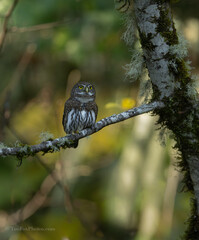 Northern Pygmy owl portrait