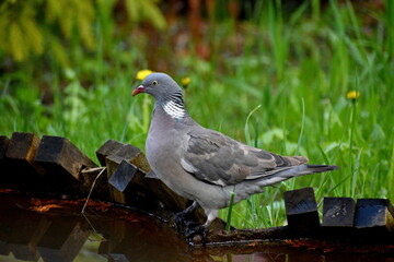 Wood dove