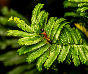 ant on green leaf