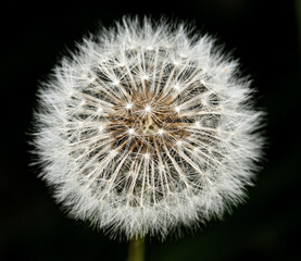 dandelion on black background