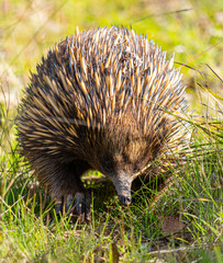 Echidna