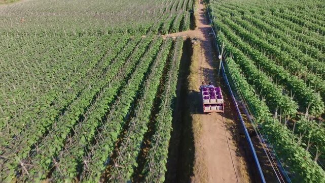 Farm Vehicle Transporting Crates of Harvested Eggplants Through Crop Rows