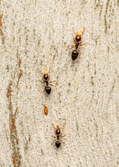 group of ants