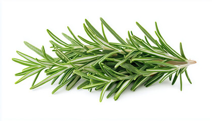 Fototapeta premium Rosemary herb with green leaves isolated on white background