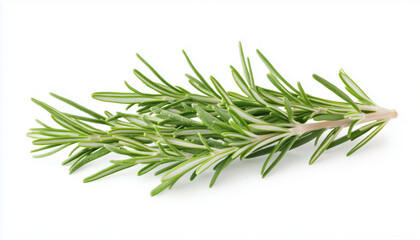 Fototapeta premium Rosemary herb with green leaves isolated on white background