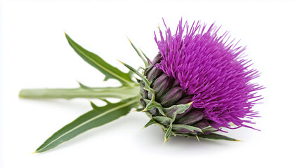 Fototapeta premium Purple thistle bloom flower with green leaf isolated on white background, macro