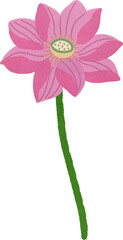 Pink Lotus Flower Illustration Watercolor Hand Drawn Style