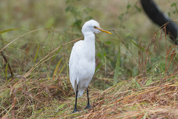 Obraz premium Cattle Egret - Bubulcus ibis standing among tall grasses in Sasan Gir, India, showcasing its slender form and bright yellow bill in a natural, serene wildlife habitat.
