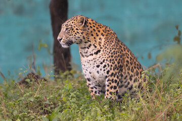 Indian leopard - Panthera pardus fusca sits alert amid lush green vegetation inside Devalia Safari Park,  Deoria Safari Park, Gujarat, India.