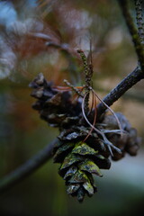 Old Green Pine Cone on a Branch at Sunset
