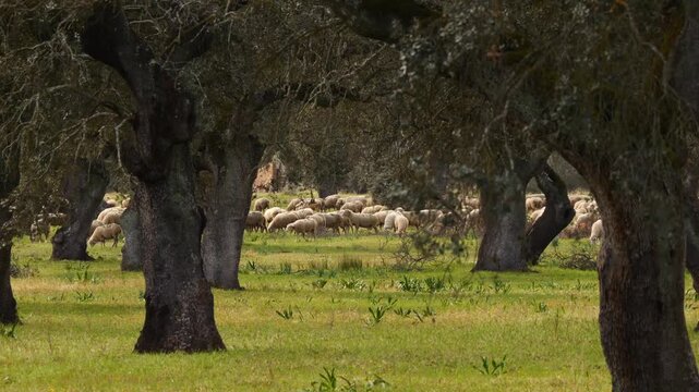 huge flock of sheep grazing in stone oak dehesa 883
