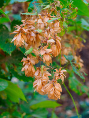 Close-up of common hops in autumn