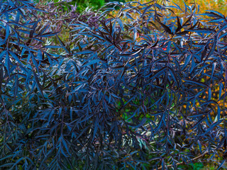 black elderberry bush