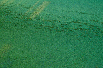Algae bloom in the lake in autumn