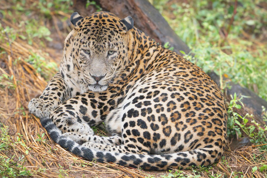Indian leopard - Panthera pardus fusca lying on ground at  Devalia Safari Park, Deoria Safari Park, Gujarat, India.	