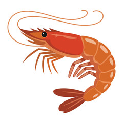 cooked shrimp on a white background