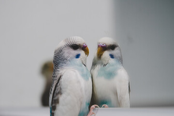 Budgie looking in the mirror. Pet bird playing
