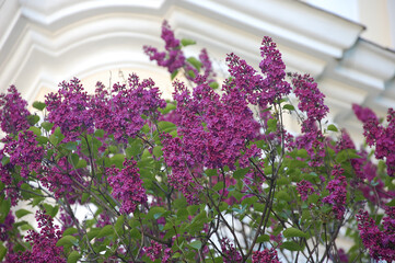 Naklejka premium Syringa Bloomerang dark purple spring blooming lilac tree. Nature, spring, natural environment. Landscaping , growing, planting lilac tree concept.