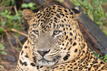 Naklejka premium Portrait of Indian leopard - Panthera pardus fusca from Devalia Safari Park, Deoria Safari Park, Gujarat, India. 