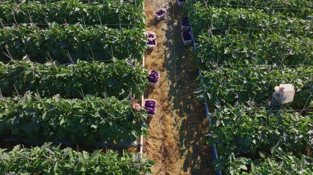 Overhead View of Eggplant Harvest with Crates Lined Up Between Rows