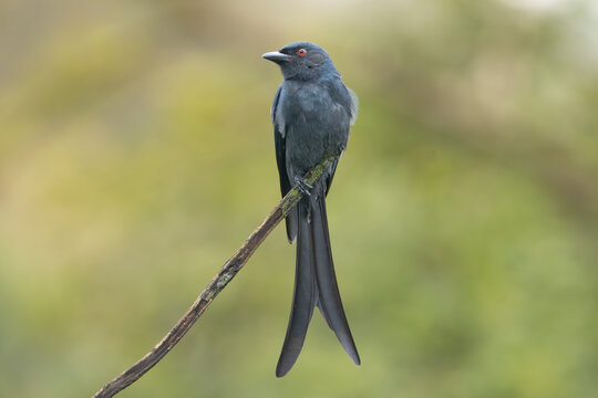 black drongo - Dicrurus macrocercus perches gracefully on  thin branch in Sasan Gir, India. Bird&rsquo;s glossy dark plumage, long forked tail vivid red eye stand out against softly blurred green background
