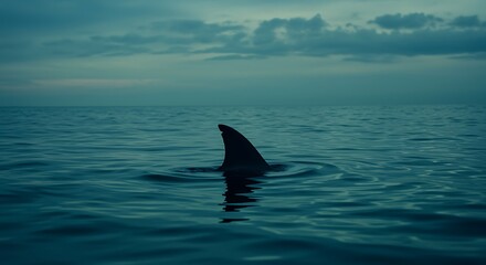 Fototapeta premium Dorsal fin of an animal in the middle of the ocean waters