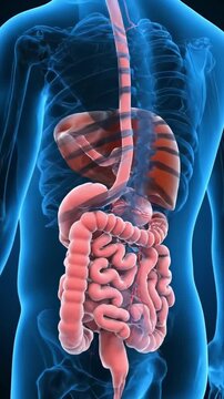 Human digestive system anatomy medical 3d rendering illustration