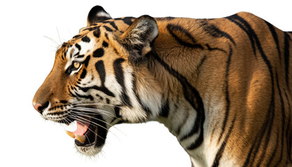 Angry bengal tiger on transparent background PNG