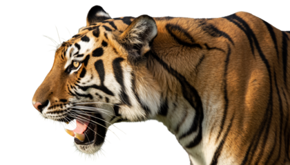 Angry bengal tiger on transparent background PNG