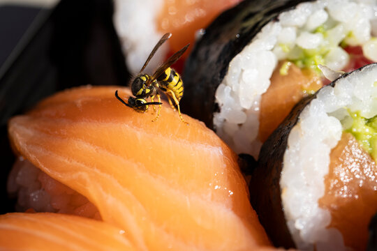 Close up of a yellow jacket wasp on a piece of salmon sushi
