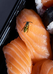 Above view close up of a yellow jacket wasp on a piece of salmon sushi