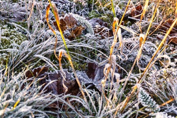 Raureif Frost Eiskristalle