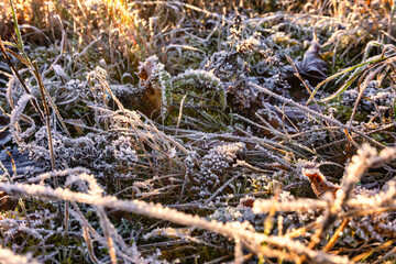 Raureif Frost Eiskristalle