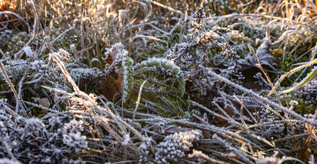 Raureif Frost Eiskristalle