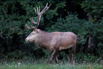 One adult deer during the rutting season.