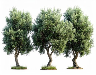 Three leafy olive trees isolated on white