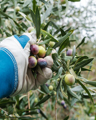 Close-up of the hands wearing gardening gloves of an adult farmer manually harvesting ripe olives in autumn. Traditional agriculture in Sardinia.