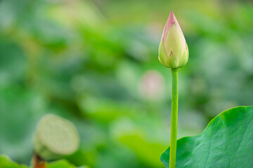 Pink water lotus flower growing in pond