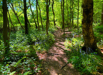 Obraz premium A narrow path winds through a vibrant green forest, illuminated by dappled sunlight. Bluebells line the trail, adding a splash of color in, Alwoodley, Leeds, UK