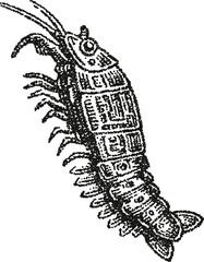 Detailed shrimp vector illustration in vintage stipple dotwork style
