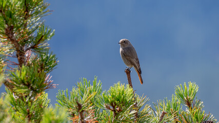 Rotschwanz auf Latschenkiefer
