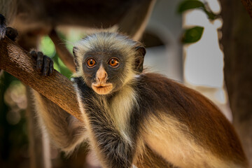 Resting Eyes – Red Colobus in Thought