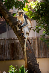 Shared Gaze &ndash; Red Colobus Mother and Young