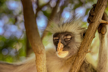 Dreaming in the Canopy &ndash; Sleeping Red Colobus