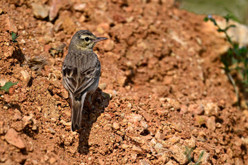 Tawny Pipit // Brachpieper (Anthus campestris) _ Danube Delta, Romania